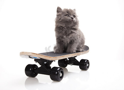 猫冲浪摄影照片_滑板猫，可爱的宠物多彩主题