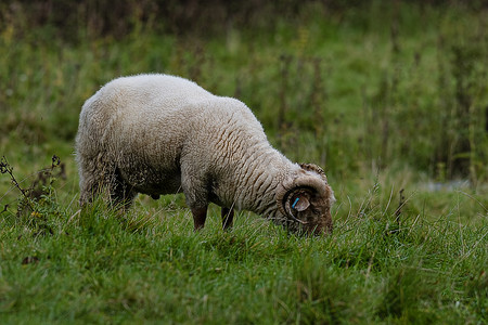 有角的波特兰羊吃草