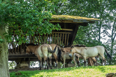 奔腾的蒙古马摄影照片_比利时莱塞河畔汉恩动物园的蒙古马。