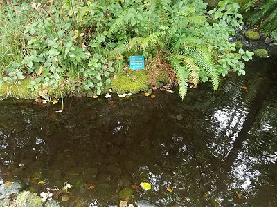 蓝色 无需硬币即可操作溪流附近的溪流标志