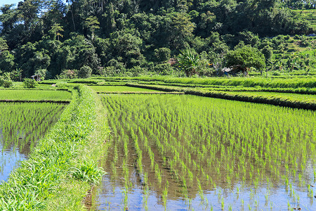 稻田里长着年轻的稻子。