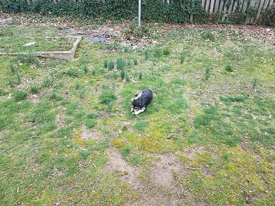 草地上的黑白狗吃着一根棍子
