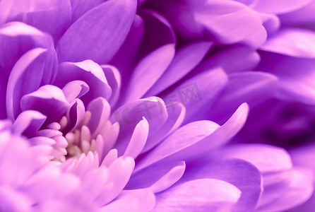 抽象花卉背景，紫色菊花。