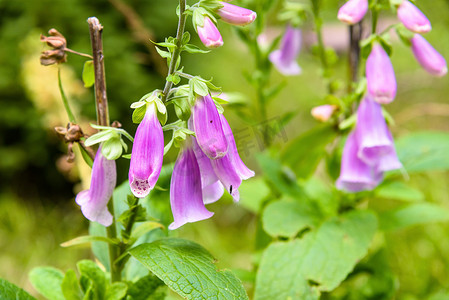 purpurea摄影照片_紫色毛地黄 (Digitalis purpurea) 的花