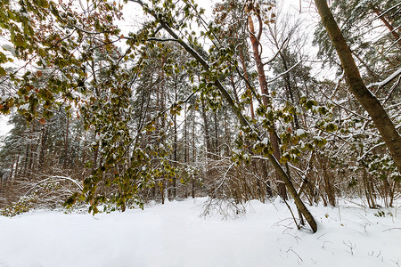 冬季松树和枫树林景观在主要多云的天气下覆盖着霜。