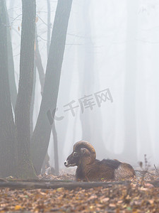 欧洲盘羊 (Ovis aries musimon) 的雄性，东方绵羊，森林中有雾的冬季场景，自然栖息地的有角动物。