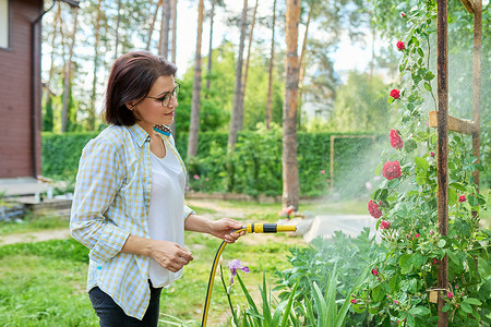 后院的中年妇女用花园软管浇玫瑰花丛