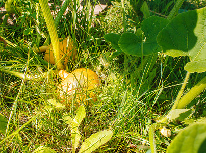 葫芦丝教程摄影照片_花园里生长的南瓜
