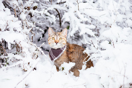 动物可爱猫咪摄影照片_走在白雪皑皑的森林里的可爱猫咪。