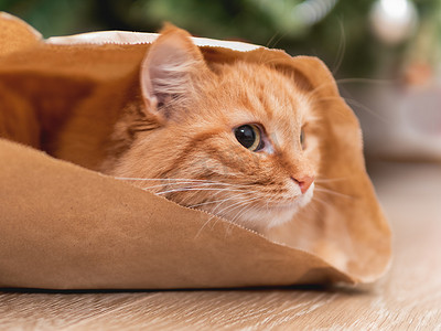 可爱的姜猫藏在牛皮纸袋里。