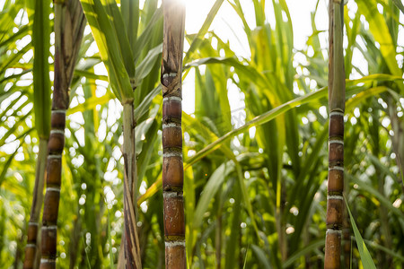 种植收获摄影照片_种植甘蔗是为了生产糖和食物。