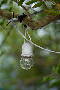 旧白炽灯泡，包裹在树枝上。