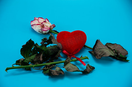 蓝色背景上叶子残破的玫瑰，破碎的女人的心