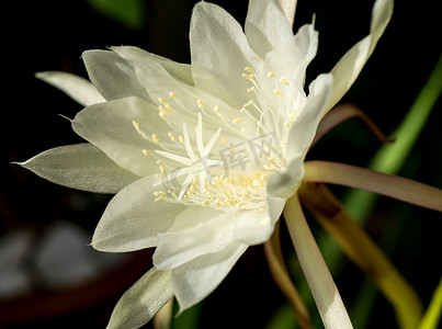 季节性摄影照片_夜后昙花大白花