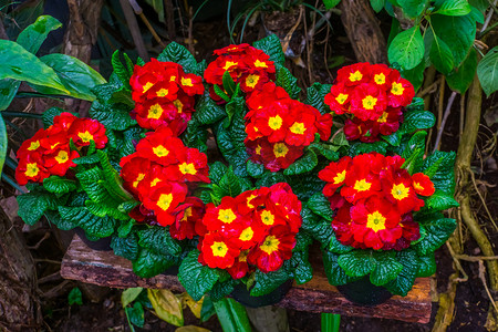 盆栽红色和黄色报春花植物，开着五颜六色的花朵，来自美国的异国情调植物