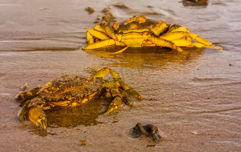 两只螃蟹摄影照片_两只海滩蟹的特写，这是来自荷兰北海的常见甲壳类动物