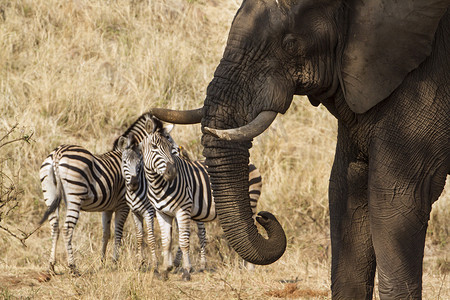 克鲁格国家公园的非洲丛林大象和斑马