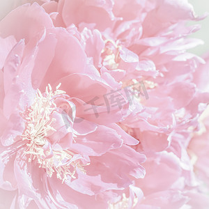 背景淡粉摄影照片_柔和的焦点，抽象的花卉背景，淡粉色的牡丹花瓣