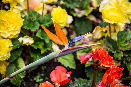 雪梨百合摄影照片_火烈鸟花的橙色花朵