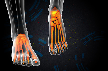 3d 渲染脚骨的医学插图