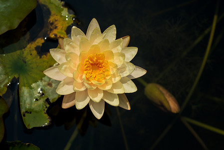 美丽的睡莲或莲花在池塘里。