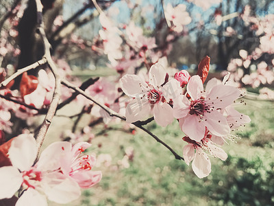 苹果树花盛开的复古背景，春天花开