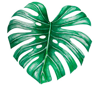 热带树叶水彩摄影照片_绿色龟背竹热带叶水彩插图，孤立