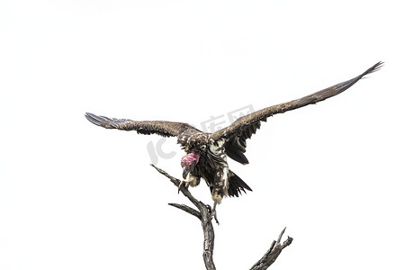 克鲁格摄影照片_南非克鲁格国家公园的拉佩特面对秃鹫
