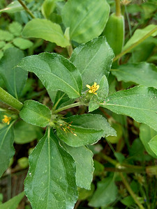 结节杂草（也称为 Synedrella nodiflora、synderella 杂草）具有自然背景。