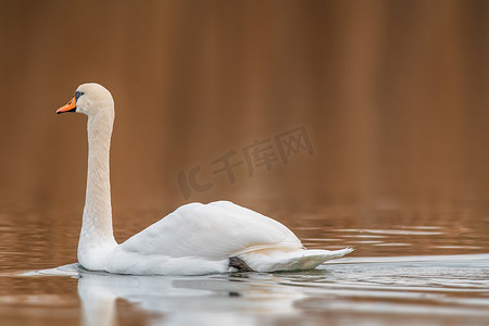 小白天鹅摄影照片_美丽的白天鹅在池塘里游泳