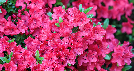 春天花园里盛开的红杜鹃花和露珠