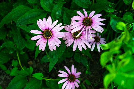 深绿色背景和一些湿叶子的紫锥菊花的高对比度照片。