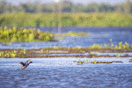 湿地鸟类摄影照片_鸟类在淡水湖泊中生活和游泳，当地鸟类在世界湿地（拉姆萨遗址）。