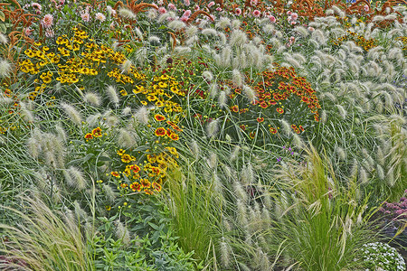 色彩缤纷的花园花境与 Heleniums Waldraut 和观赏草