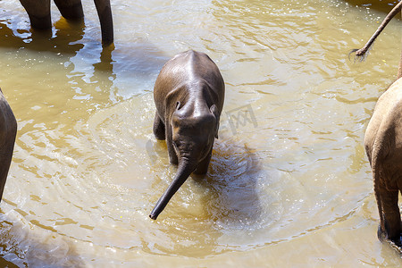 在酷热的天气里，小象在冰冷的河水中沐浴。