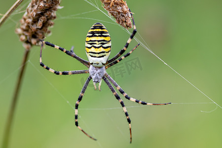 网络上的 Argiope bruennichi（黄蜂蜘蛛）