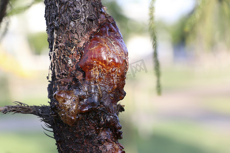松树的树脂从树干侧面的伤口流出。