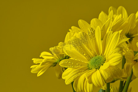 美丽的新鲜黄色菊花，特写镜头，黄色雏菊花隔离在黄色背景上。