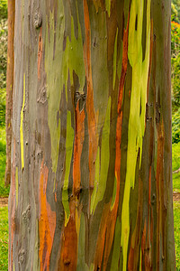 樹摄影照片_彩虹桉树彩色树皮细节