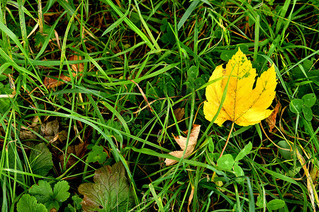 绿色草地上的秋季彩色枫叶