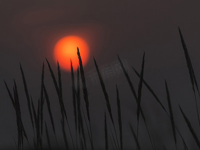 前景摄影照片_夕阳下，前景是香草的轮廓