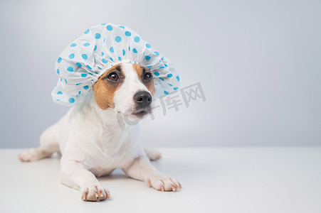 有趣友好的狗杰克罗素梗犬在白色背景的浴帽中用泡沫洗澡。