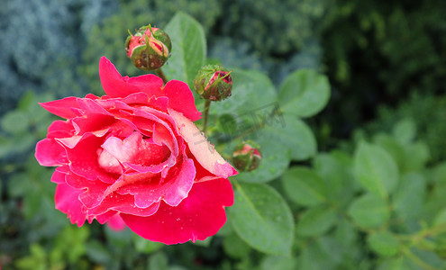 美丽的红玫瑰与露珠在花园里。