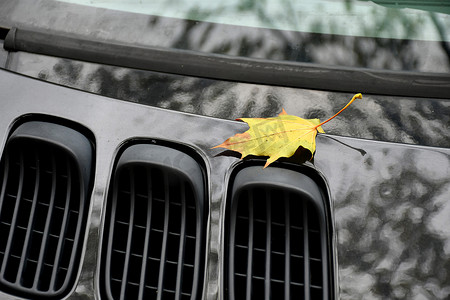 汽车发动机罩上的秋季彩色枫叶