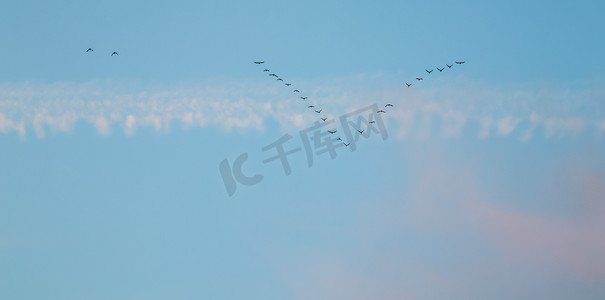 夕阳下，成群的野鸟在蓝天的楔形中飞翔，白云和粉红色的云彩