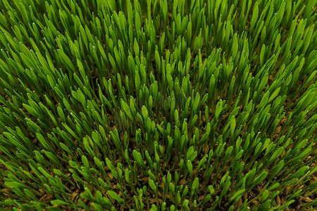 生长在温室里的绿色有机小麦草