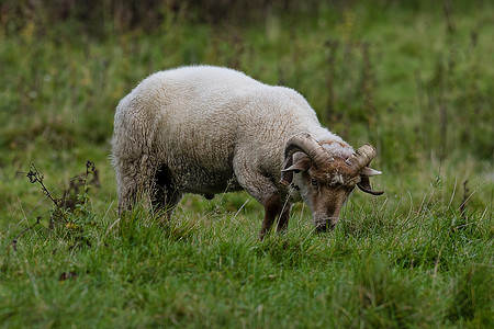 有角的波特兰羊吃草