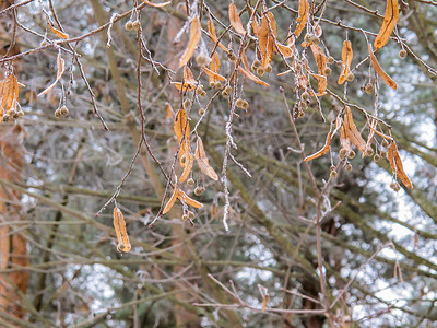 冬季森林中被霜覆盖的菩提树的枝叶