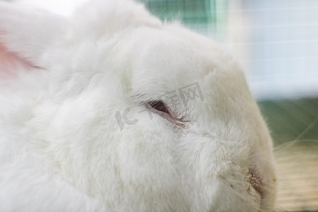 白兔眼睛摄影照片_红眼睛的白兔躺在笼子里