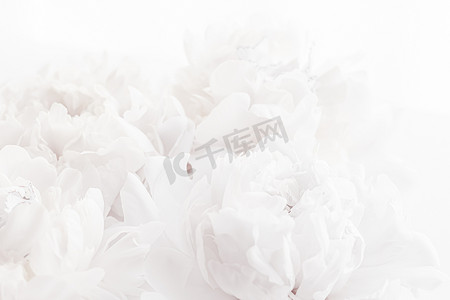 纯白牡丹花作为花卉艺术背景、婚礼装饰和豪华品牌